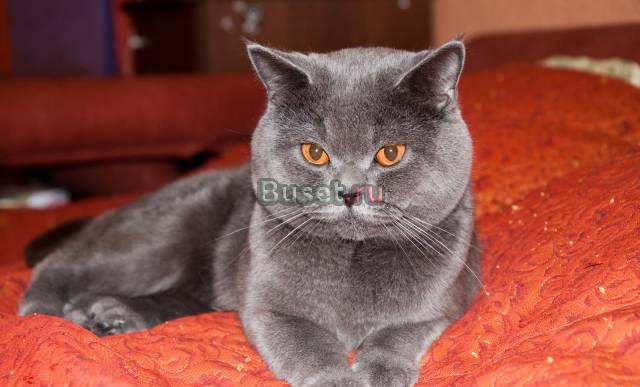 Котик британец приглашает на вязку Москва