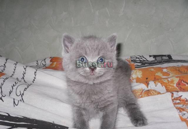Британские котята Москва