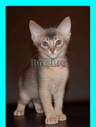 Абиссинские котята голубого окраса Москва