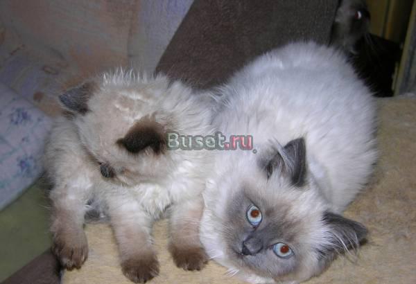 Котята  породы РЭГДОЛЛ (Кошка Кукла), не дорого! срочно! Москва
