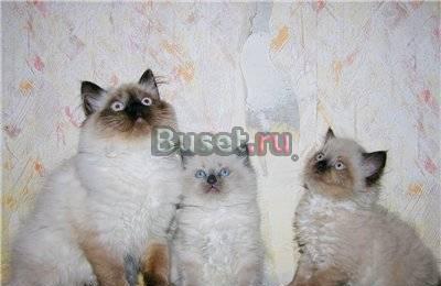 Котята  породы РЭГДОЛЛ (Кошка Кукла) Москва