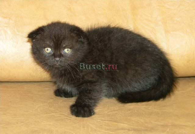 Шотландские вислоухие кошечки Москва