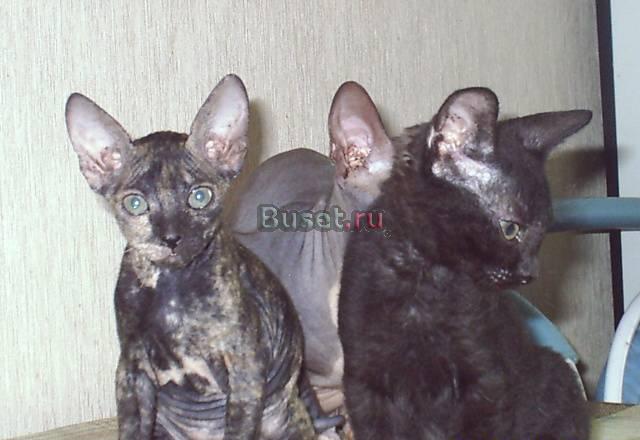 Продаются котята донского сфинкса Челябинск