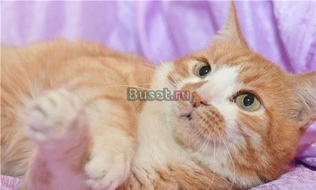 Отдаем в дар Ауди, 1,5 года Москва