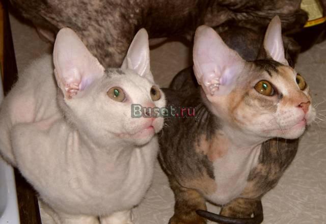 Котята донского сфинкса Мурманск