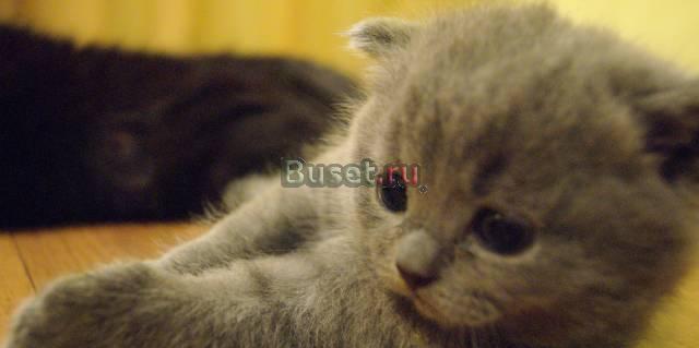 Британские котята Ульяновск
