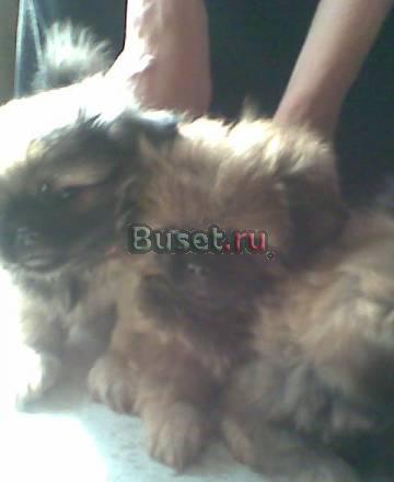 Щенки пекинеса Люберцы