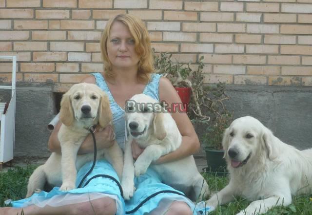 Голдены классные щенки для вас и ваших детей Москва