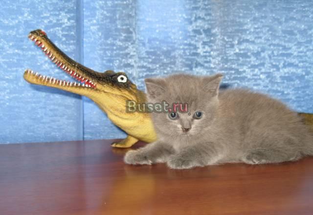 Британская кошечка Москва