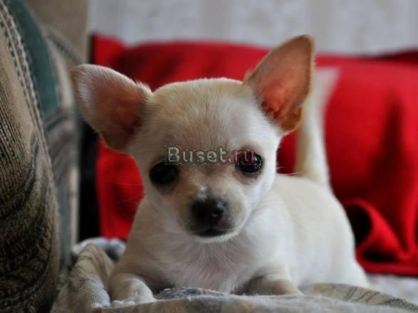 Чихуахуа, возраст 2,5 мес.Мини Москва