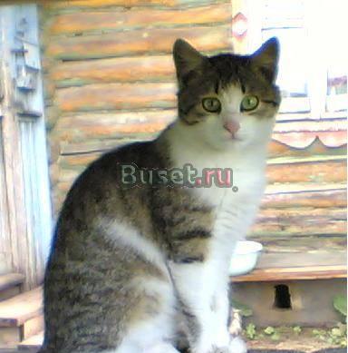 Кошки крысоловки в добрые руки (Аглая и Рита) Москва