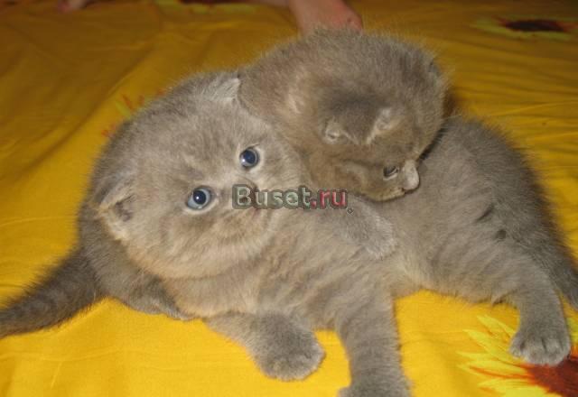 Шотландские котята Москва