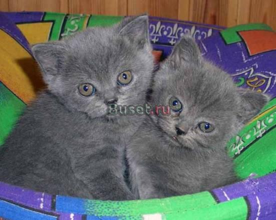 Классические британские котята Москва