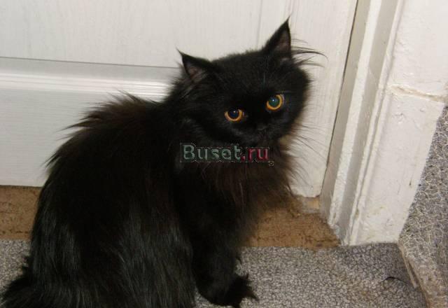 Отдаю в добрые руки п/сибирского кота Москва