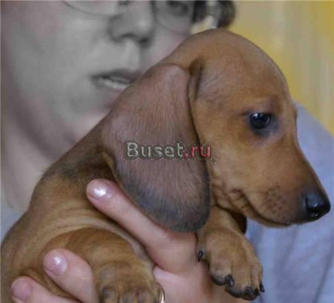 Щенки таксы гладкошерстной стандартной Москва