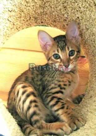 Бенгальские котята  летние цены  Питомник Москва