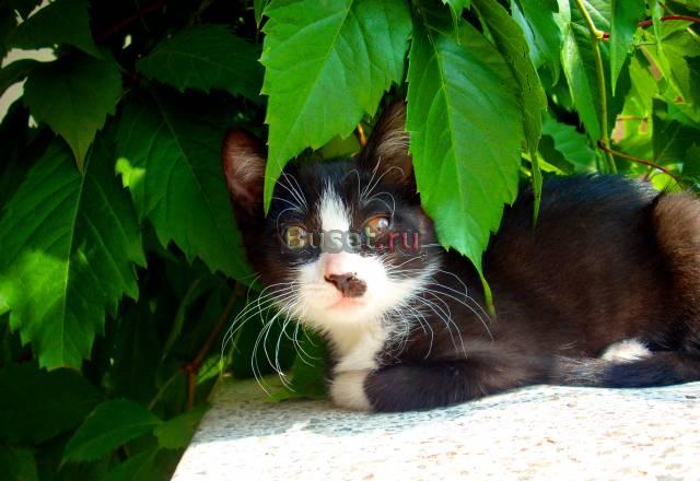 Котенок для детей от 5 лет Москва