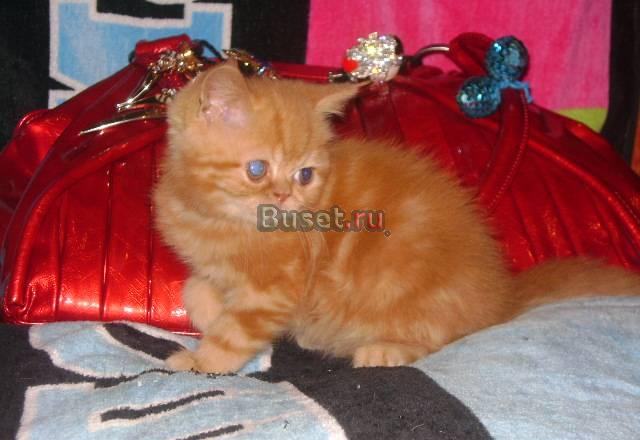 Экзот роскошный рыжий красавец Москва