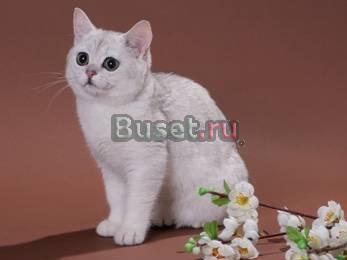 Шиншилла шоу качества 6мес Пермь