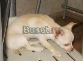 Чихуахуа девочка для души Москва