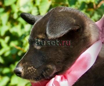 Прекрасные щенки даром в добрые руки Москва
