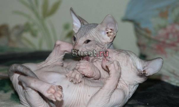 Котята  шоу-класса породы Донской сфинкс Санкт-Петербург