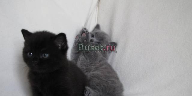 Британские котята Москва