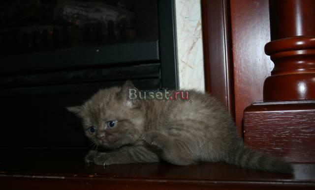 Британские котята,французская шоколадка Москва
