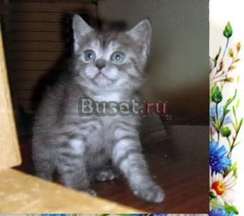 Шотландская кошечка страйт Москва