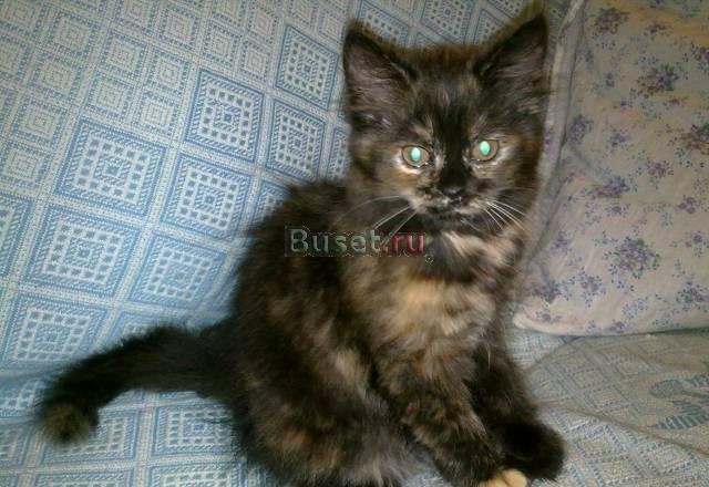 Отдам котенка в добрые руки Оренбург
