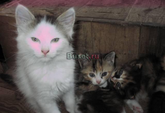 Отдам котят Санкт-Петербург