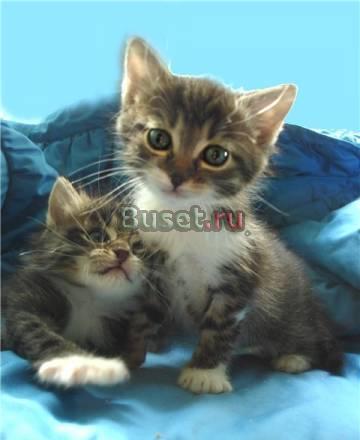 Настоящая редкость - трехцветный котик Огонек Москва