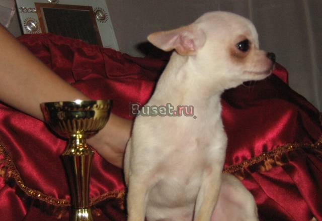 Гламурный мальчик чихуа Саратов
