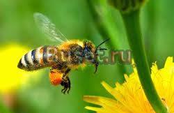 Мёд Краснодар