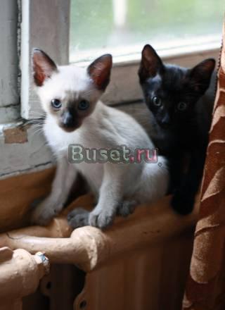 Котята с документамине дорого Санкт-Петербург
