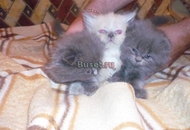 Продажа котят Воронеж