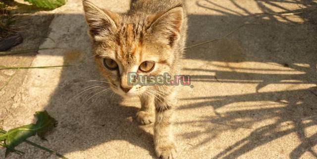Милый котёнок Санкт-Петербург