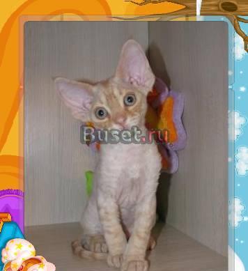 Котята девон рекс - американские линии Москва