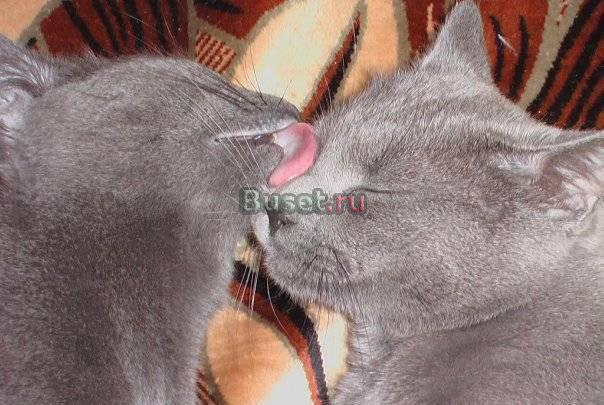 Котята Санкт-Петербург