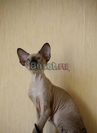 Продам Санкт-Петербург