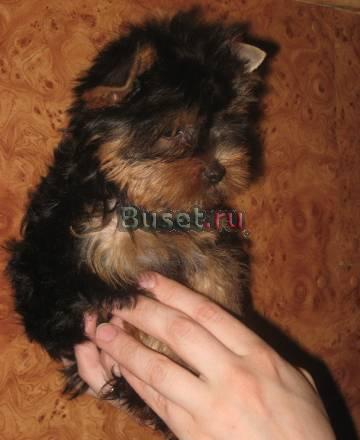 Супер щенульки от чемпионов не дорого Москва