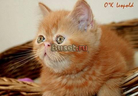 Котёнок экзотический плюшевый Леопольд Москва