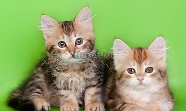 Сибирские котята  золотых и серебристых окрасов Волгоград