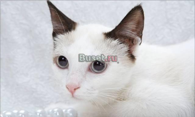 Тайская  кошечка  ищет хозяев Москва