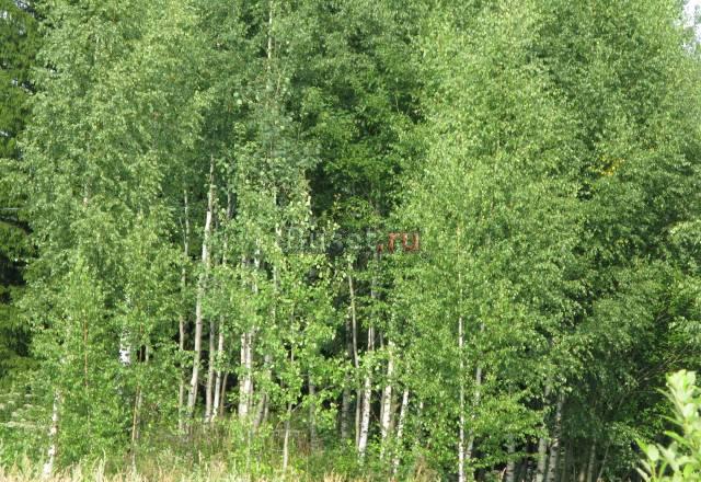 Участок 30 сот. в д.Лобково Ярославское ш. 85 км о Александров