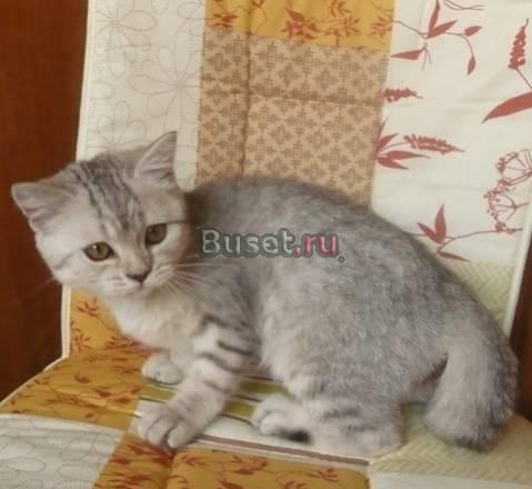 Кошечка окраса "вискас" Санкт-Петербург