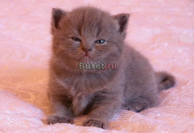 Продается британский котенок Ижевск