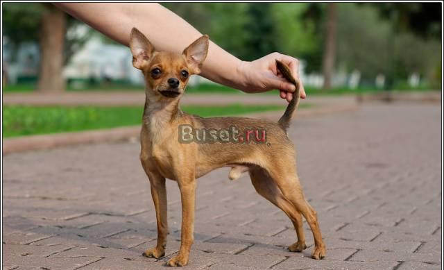Вязка кобель русский той Шоу класс Ярославль