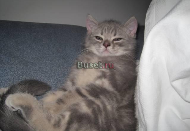 Шотландский мраморный страйт  (кошка) Москва