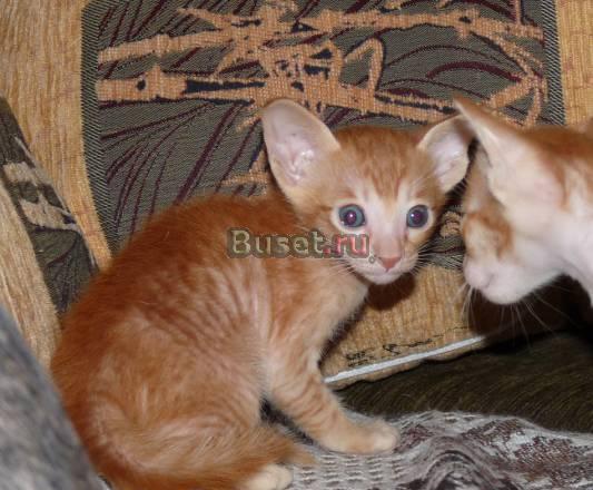 Ориентальные котята Красноярск